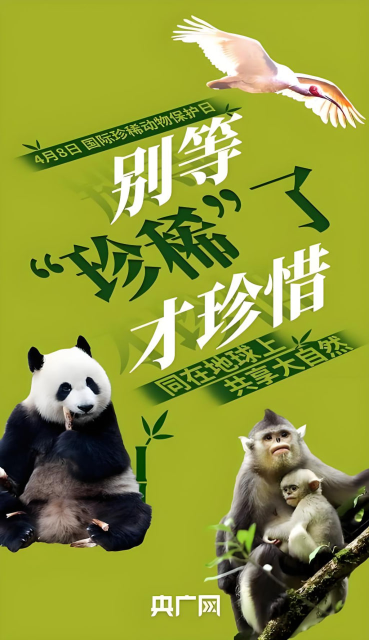 国产剧国际化